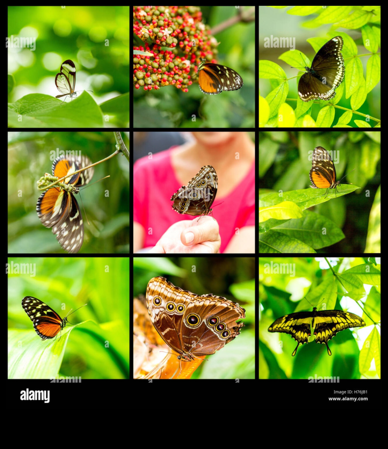 Daba krāsās: floras un faunas skaistuma tveršana marķieros