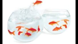 Draudzības spalvas: paceļas augstu sociālo tīklu plašajās debesīs