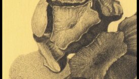 Grafīta čuksti: mīkstas un smalkas zīmuļu mākslas izveide