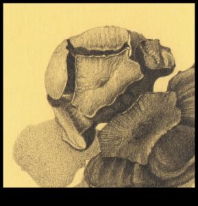 Grafīta čuksti: mīkstas un smalkas zīmuļu mākslas izveide